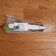 Load image into Gallery viewer, 6x Superhot Chilli Plug Plants From Chillikings!!! Batch 1!!! 2026!!! Ready Now!!!