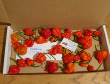 Load image into Gallery viewer, 50g Fresh, SMALL, Carolina Reaper Chillies!!! World's Hottest Chilli!!! Ready Now!!!