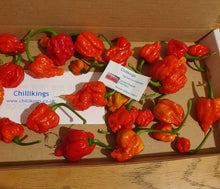 Load image into Gallery viewer, 50g Fresh, SMALL, Carolina Reaper Chillies!!! World's Hottest Chilli!!! Ready Now!!!