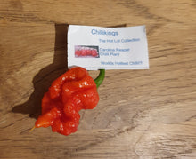 Load image into Gallery viewer, 50g Fresh, SMALL, Carolina Reaper Chillies!!! World's Hottest Chilli!!! Ready Now!!!