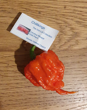 Load image into Gallery viewer, 100g Fresh, Small/medium, Carolina Reaper Chillies!!! World's Hottest Chilli!!! Ready Now!!!!