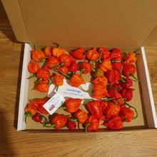 Load image into Gallery viewer, 100g Fresh, Small/medium, Carolina Reaper Chillies!!! World's Hottest Chilli!!! Ready Now!!!!
