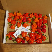 Load image into Gallery viewer, 100g Fresh, Small/medium, Carolina Reaper Chillies!!! World's Hottest Chilli!!! Ready Now!!!!