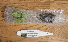 Load image into Gallery viewer, Superhot, Chilli Plug Plants!!! 2026!!! Pick Your Own!!! Ready Now!!!