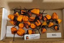 Load image into Gallery viewer, 60g Fresh, Pimenta Da Dog, Hot, Rare, Chillies!!! Ready Now!!!