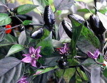 Load image into Gallery viewer, 2x Large Royal Black Chilli Plants In 12cm Pots!!! Special Offer!!! 2 for the price of 1!!! Ready Now!!!