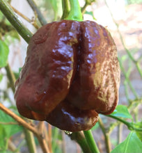 Load image into Gallery viewer, Pure, Trinidad Scorpion Butch T Chocolate Chilli Flakes!!! 30ml!! Gift Boxed!!!