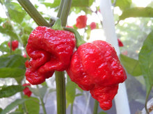 Load image into Gallery viewer, Red Brainstrain Chilli, Superhot Chilli Grow Kit!!! 6, Seeds!!!