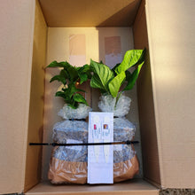 Load image into Gallery viewer, 2x Large, Chilli Plants In 12cm Pots!!! 2 for the price of 1!!! Picked by us!!! Special Summer Offer!!! Ready Now!!!