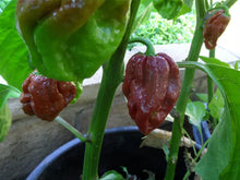 Load image into Gallery viewer, Chocolate 7 Pot Douglah Chilli, Superhot Chilli Grow Kit!!! 6, Seeds!!!