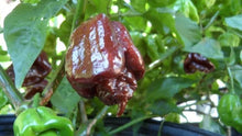 Load image into Gallery viewer, Trinidad Scorpion Butch T Chocolate Chilli, Superhot Chilli Grow Kit!!! 6 Seeds!!!