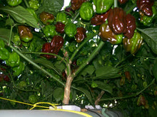 Load image into Gallery viewer, Chocolate Habanero Chilli, Chilli Grow Kit!!! 6, Seeds!!!