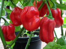 Load image into Gallery viewer, Red Habanero Chilli, Chilli Grow Kit!!! 6, Seeds!!!