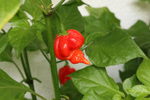 Load image into Gallery viewer, Trinidad Scorpion Butch T Red, Superhot Chilli Grow Kit!!! 6, Seeds!!!