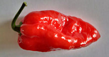 Load image into Gallery viewer, Komodo Dragon Chilli Powder!!! UK's Hottest Chilli!!! 15g From Chillikings!!!