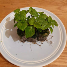 Load image into Gallery viewer, Chocolate Ghost Naga Chilli, Superhot Chilli Grow Kit!!! 6, Seeds!!!