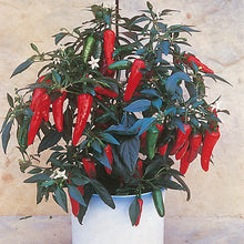 Load image into Gallery viewer, Red Apache Chilli, Chilli Grow Kit!!! 6, Seeds!!!