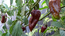 Load image into Gallery viewer, Chocolate Ghost Naga Chilli, Superhot Chilli Grow Kit!!! 6, Seeds!!!