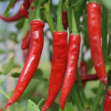 Load image into Gallery viewer, Red Cayenne Chilli, Chilli Grow Kit!!! 6, Seeds!!!
