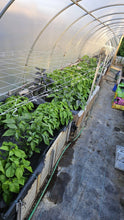 Load image into Gallery viewer, 2x Large, Chilli Plants In 12cm Pots!!! 2 for the price of 1!!! Picked by us!!! Special Summer Offer!!! Ready Now!!!