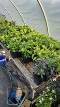 Load image into Gallery viewer, 2x Large, Chilli Plants In 12cm Pots!!! 2 for the price of 1!!! Picked by us!!! Special Summer Offer!!! Ready Now!!!