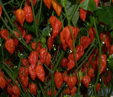 Load image into Gallery viewer, 3x Jar's Pickled, Whole, Red Ghost Naga Chillies!!! 190ml Jar's!!!