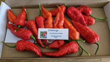 Load image into Gallery viewer, 60g, Fresh, Primotalii Red Superhot Chillies!!!