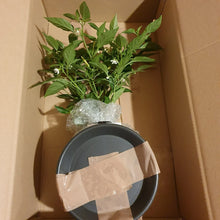 Load image into Gallery viewer, 2x Large Basket of Fire Chilli Plants In 12cm Pots With Drip trays!!! Ready Now!!!