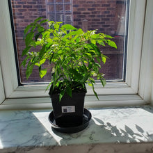Load image into Gallery viewer, 2x Large Basket of Fire Chilli Plants In 12cm Pots With Drip trays!!! Ready Now!!!