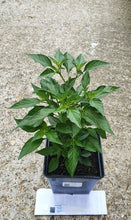 Load image into Gallery viewer, 2x Large Basket of Fire Chilli Plants In 12cm Pots With Drip trays!!! Ready Now!!!
