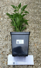 Load image into Gallery viewer, 2x Large Basket of Fire Chilli Plants In 12cm Pots With Drip trays!!! Ready Now!!!