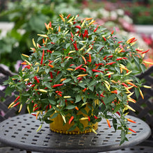 Load image into Gallery viewer, 2x Large Basket of Fire Chilli Plants In 12cm Pots With Drip trays!!! Ready Now!!!