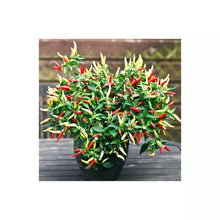 Load image into Gallery viewer, 2x Large Basket of Fire Chilli Plants In 12cm Pots With Drip trays!!! Ready Now!!!