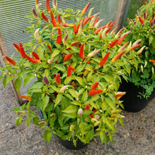 Load image into Gallery viewer, 2x Large Basket of Fire Chilli Plants In 12cm Pots With Drip trays!!! Ready Now!!!