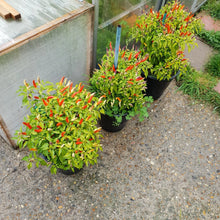 Load image into Gallery viewer, 2x Large Basket of Fire Chilli Plants In 12cm Pots With Drip trays!!! Ready Now!!!
