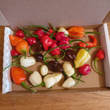 Load image into Gallery viewer, 60g Fresh, Rare, SMALL, Superhot Chillies!!! World's Hottest Strains!!!