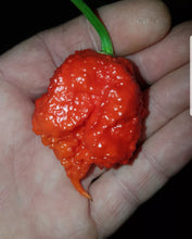 Load image into Gallery viewer, 1x Box 15x Fresh Large Carolina Reaper Chillies!!! World's Hottest!!!
