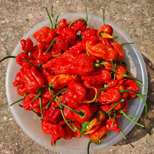 Load image into Gallery viewer, 1x Box 15x Fresh Large Carolina Reaper Chillies!!! World's Hottest!!!