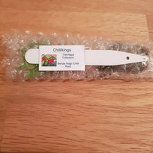 Load image into Gallery viewer, 6x Superhot Chilli Plug Plants From Chillikings!!! Ghost Batch!!! 2025!!! Ready Now!!!