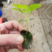 Load image into Gallery viewer, 9x Hot Chilli Plug Plants From Chillikings!!! Our Windowsill Batch!!! 2025!!! Ready Now!!!