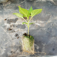 Load image into Gallery viewer, 9x Hot Chilli Plug Plants From Chillikings!!! Our Windowsill Batch!!! 2025!!! Ready Now!!!