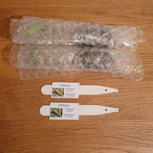 Load image into Gallery viewer, 8x Mild/Hot Chilli Plug Plants From Chillikings!!! Mild/Hot Batch!!! 2025!!! Ready Now!!!