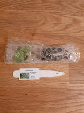 Load image into Gallery viewer, 8x Mild/Hot Chilli Plug Plants From Chillikings!!! Mild/Hot Batch!!! 2025!!! Ready Now!!!