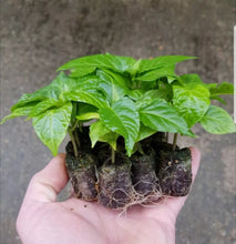 Load image into Gallery viewer, Trinidad Scorpion Butch T Yellow Chilli, Superhot Chilli Growing Kit!!! 6, Seeds!!!