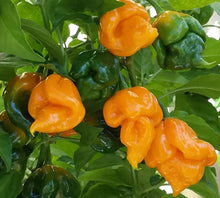 Load image into Gallery viewer, Trinidad Scorpion Butch T Yellow Chilli, Superhot Chilli Growing Kit!!! 6, Seeds!!!
