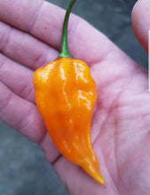 Load image into Gallery viewer, Any 3x of our Superhot Chilli Seed Grow Kit's! Mix And Match!!