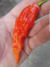 Load image into Gallery viewer, Any 5x of our Superhot Chilli Seed Grow Kit's! Mix And Match!!