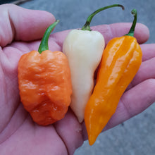 Load image into Gallery viewer, Any 3x of our Superhot Chilli Seed Grow Kit's! Mix And Match!!