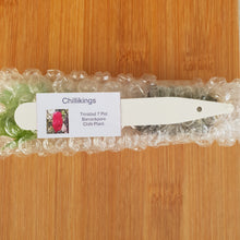 Load image into Gallery viewer, Superhot, Chilli Plug Plants!!! 2025!!! Pick Your Own!!! Ready Now!!!