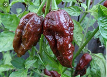 Load image into Gallery viewer, Any 10x of our Superhot Chilli Seed Grow Kit's! Mix And Match!!